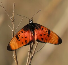 Acraea natalica