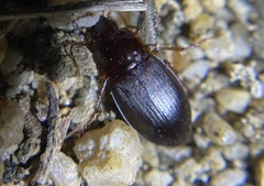 Calathus ruficollis
