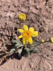 Enceliopsis nudicaulis