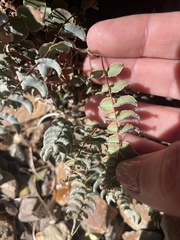 Pellaea bridgesii