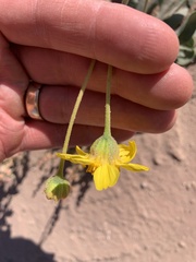 Enceliopsis nudicaulis