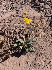Enceliopsis nudicaulis