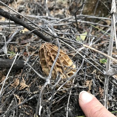 Morchella tridentina
