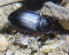 Calathus ruficollis