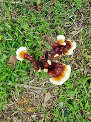 Ganoderma multipileum