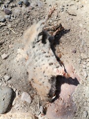 Cratogeomys castanops