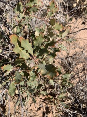 Quercus havardii
