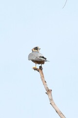 Falco longipennis