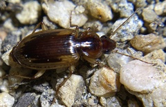 Tanystoma maculicolle