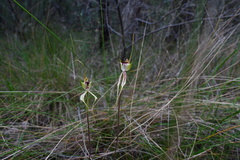Caladenia atrovespa
