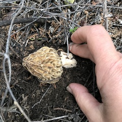 Morchella tridentina