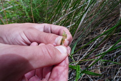 Pterostylis stenosepala