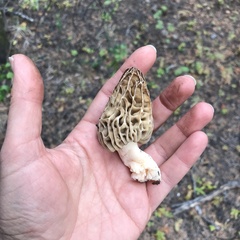 Morchella tridentina