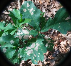 Cameraria hamadryadella