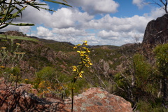 Diuris abbreviata