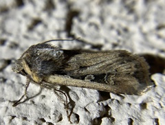 Euxoa auxiliaris