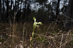 Pterostylis setifera