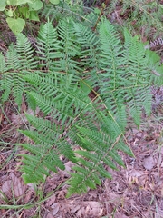 Pteridium caudatum