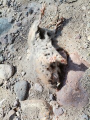 Cratogeomys castanops