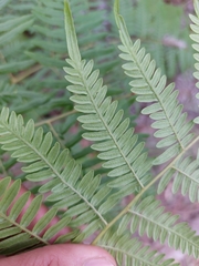 Pteridium caudatum