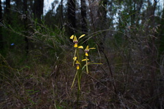 Diuris tricolor