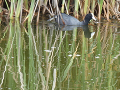 Fulica ardesiaca