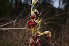 Pterostylis boormanii