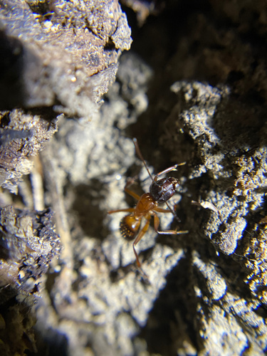 iNaturalist observation photo of Camponotus sansabeanus