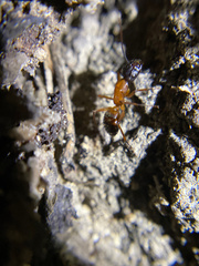 Camponotus sansabeanus