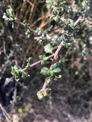 Ceanothus foliosus foliosus