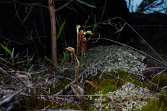 Pterostylis praetermissa