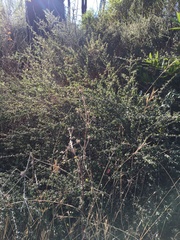 Ceanothus foliosus foliosus