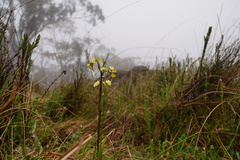 Diuris abbreviata