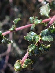 Ceanothus foliosus foliosus