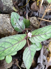 Strobilanthes reptans image