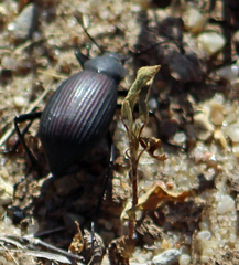 Tenebrionidae