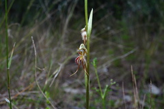 Pterostylis mitchellii