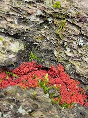 Nectriaceae