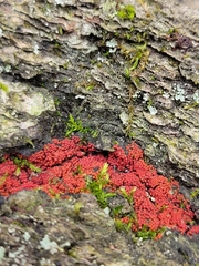 Nectriaceae