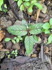 Strobilanthes reptans