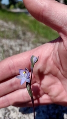 Thelymitra peniculata