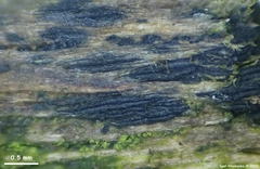 Glonium lineare