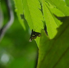 Paracymoriza cataclystalis