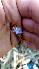 Thelymitra peniculata