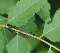 Dolichoderus thoracicus