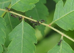 Dolichoderus thoracicus