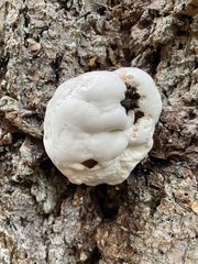 Cryptoporus volvatus