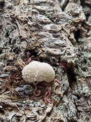 Cryptoporus volvatus