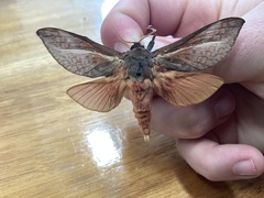 Oxycanus