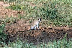 Chlorocebus pygerythrus hilgerti